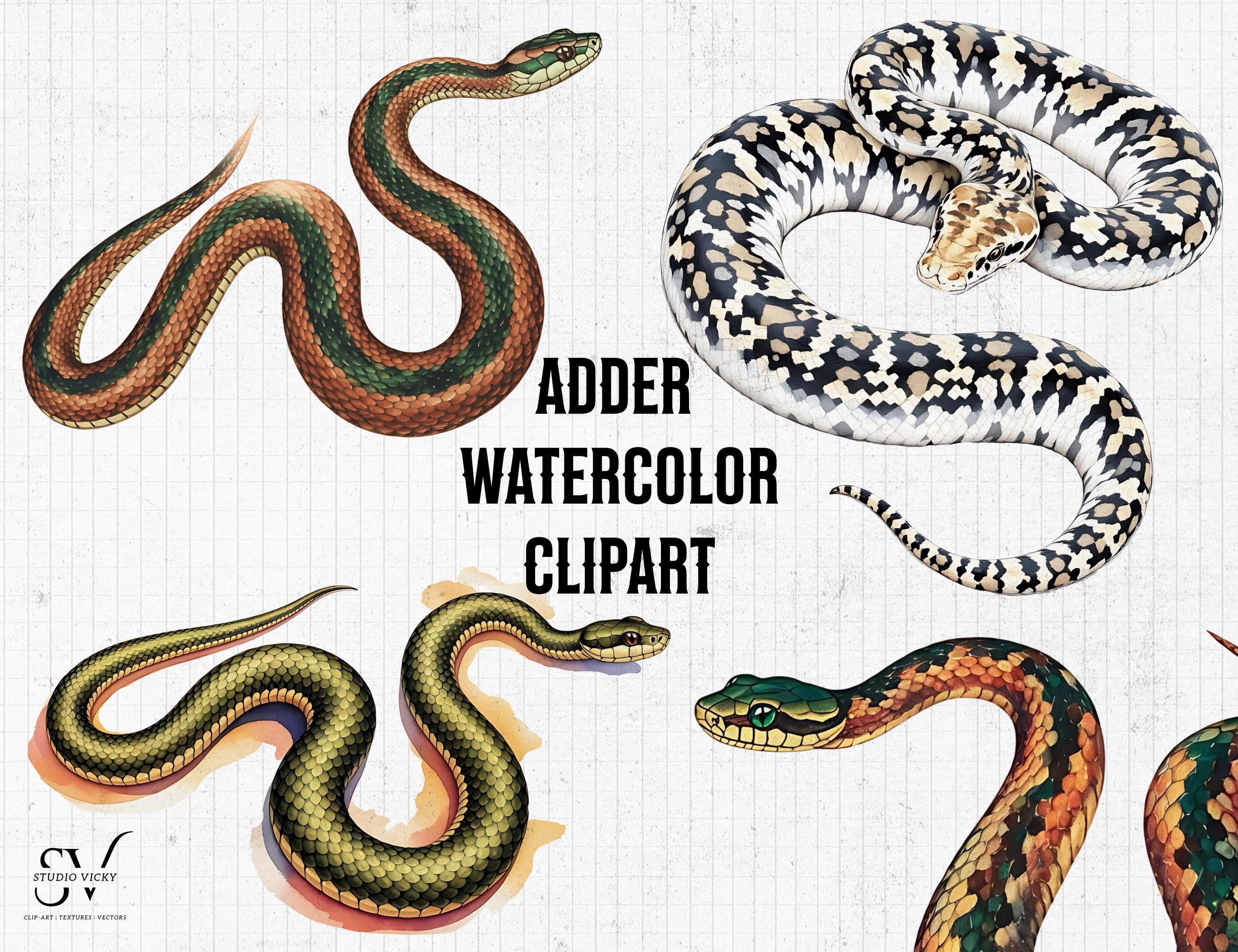 Adder Watercolor Snake Clipart: PNG SVG Graphics (Digital Download)