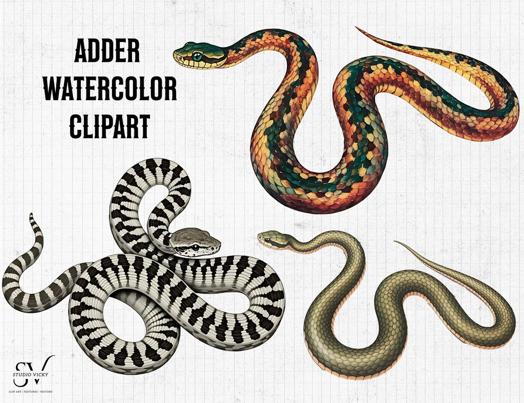 Adder Watercolor Snake Clipart: PNG SVG Graphics (Digital Download)