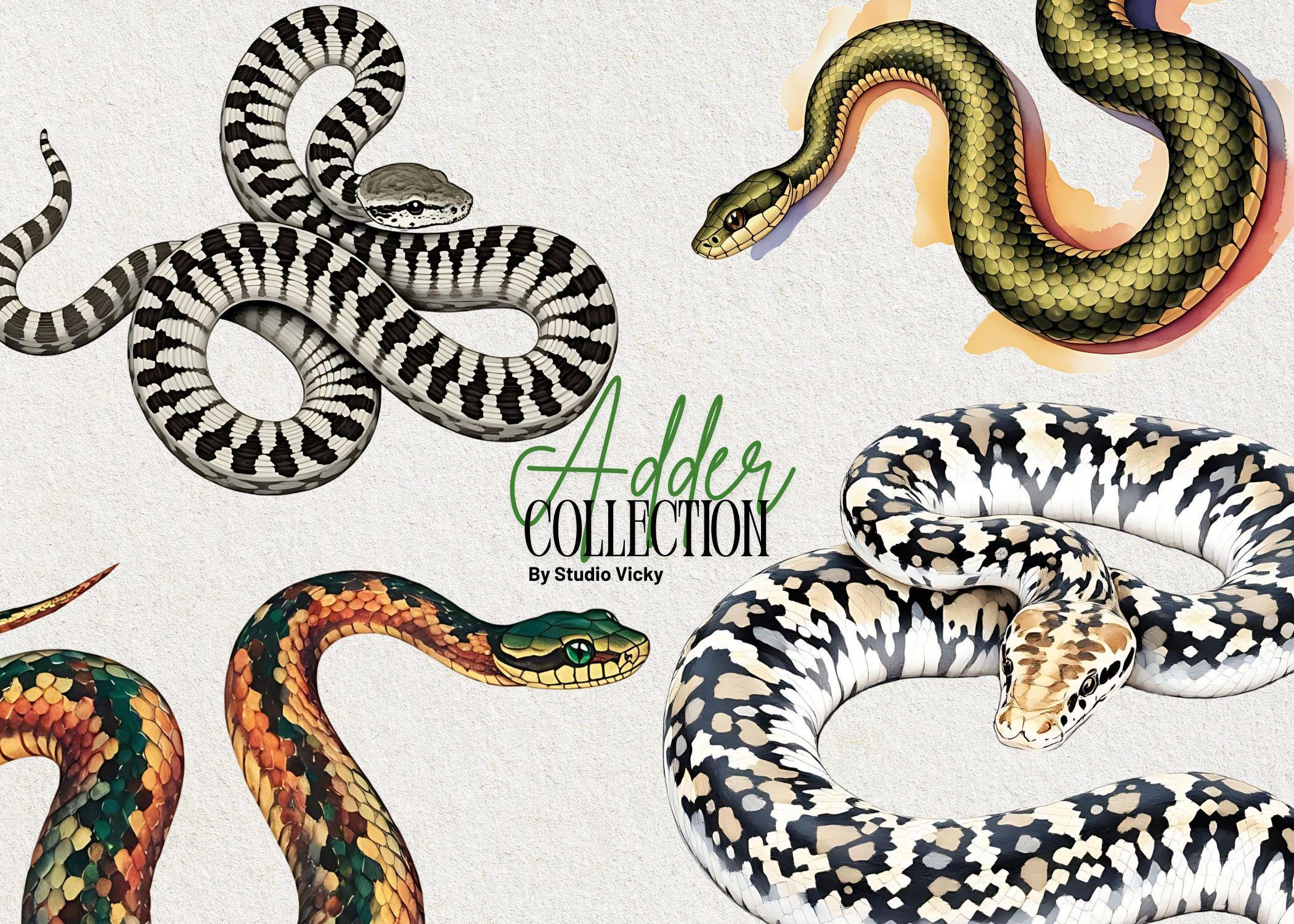 Adder Watercolor Snake Clipart: PNG SVG Graphics (Digital Download)