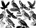Hawk Clipart: Black and White Wildlife SVG, PNG (Digital Download)