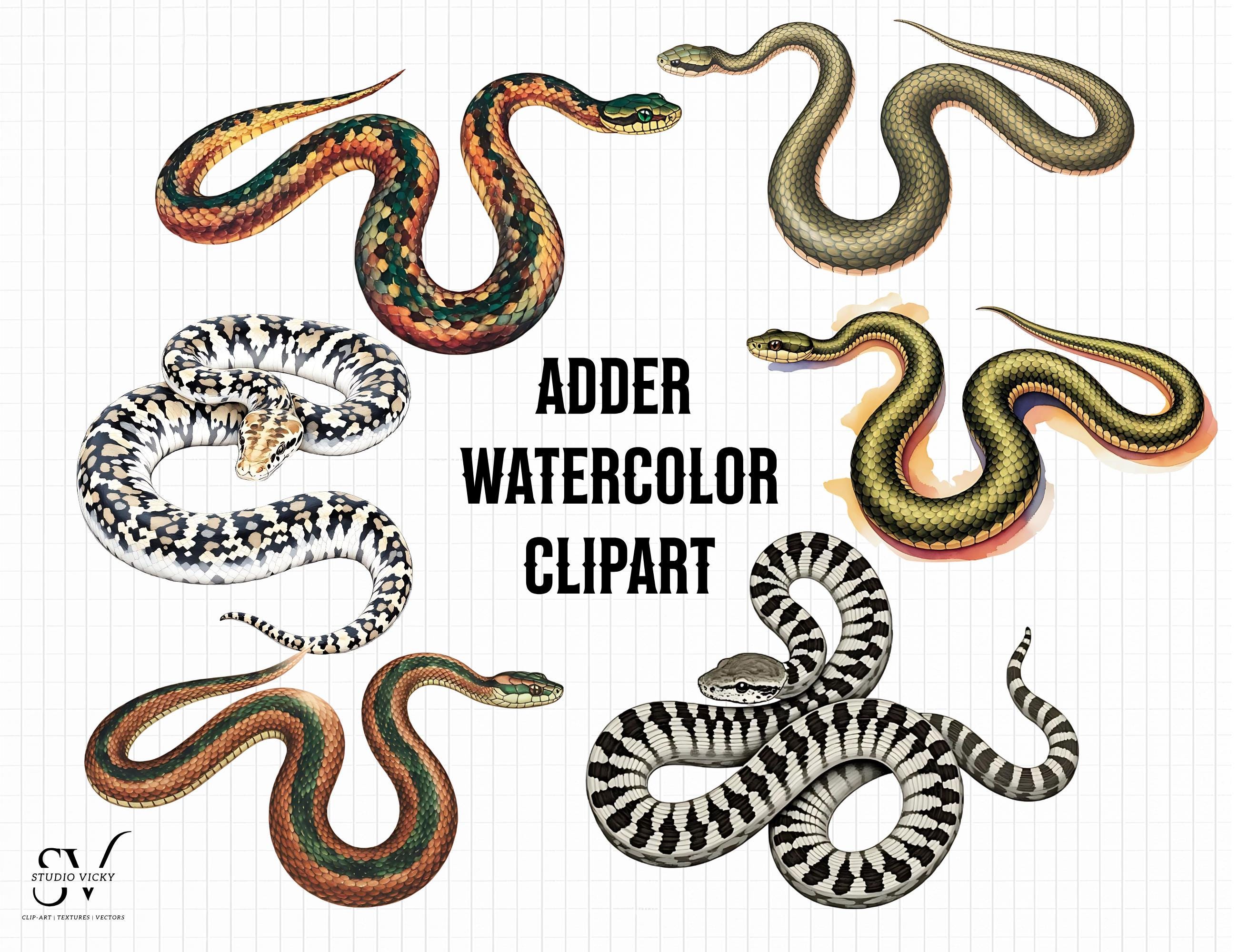 Adder Watercolor Snake Clipart: PNG SVG Graphics (Digital Download)
